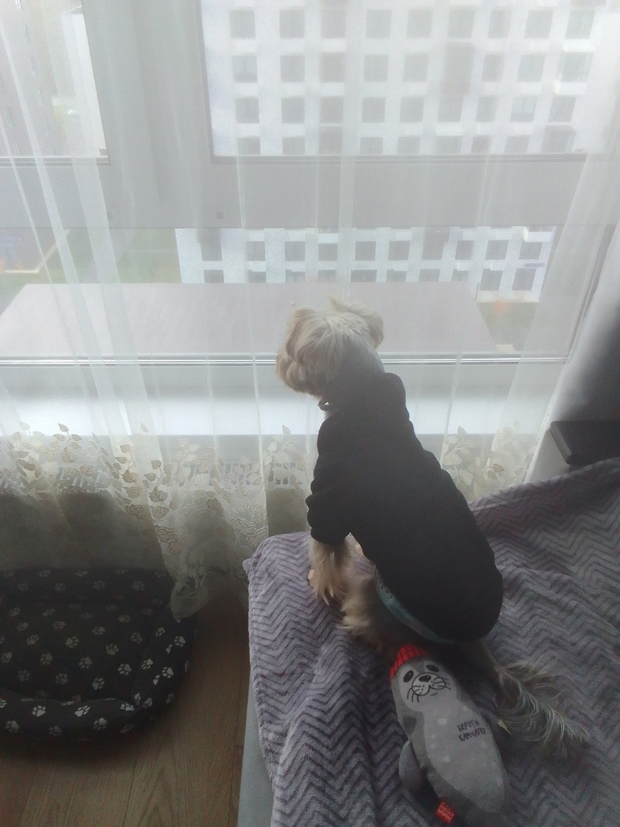 Фото из личного архива. Вот и я провела выходной почти так же бесполезно как Арчи, только лёжа.