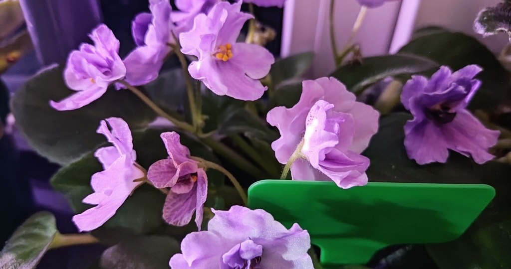 Прошло 1,5 месяца: показываю как выглядят листики фиалок