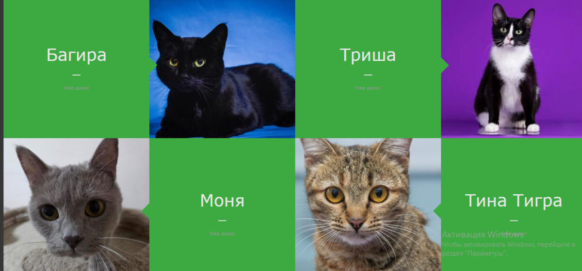 Зеленым подсвечиваются в каталоге нашедшие дом