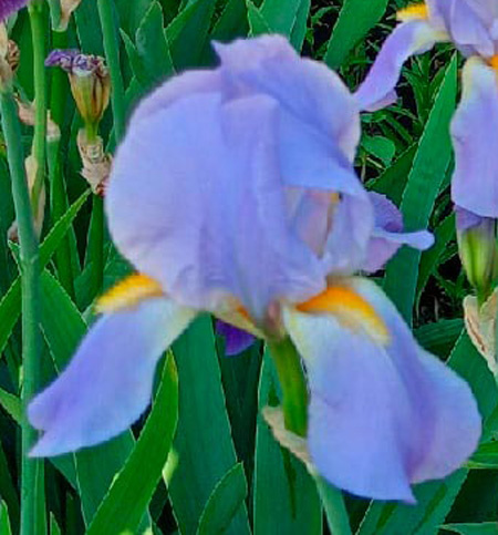 ирис Empress of India (Императрица Индии)