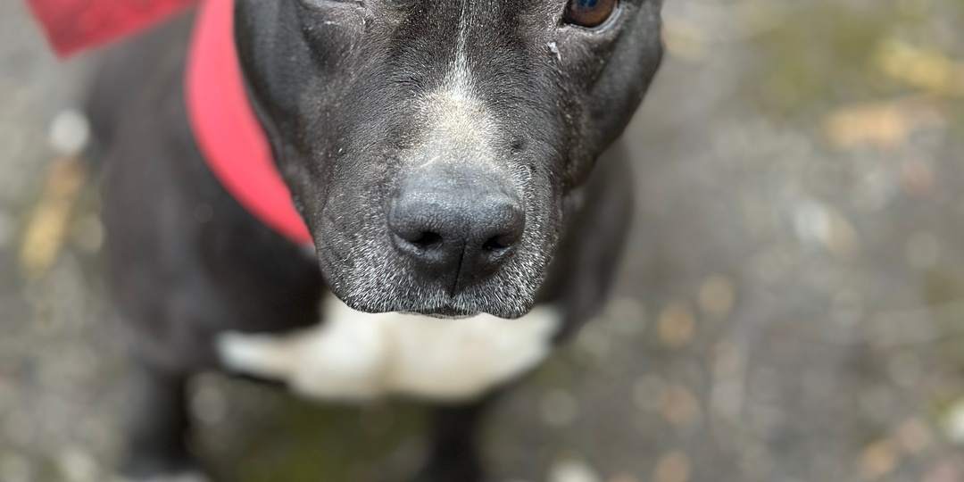 ‼️‼️СРОЧНО: Амстаффу Нужна Помощь! Ищем Передержку или Сразу Новый Дом! ‼️‼️