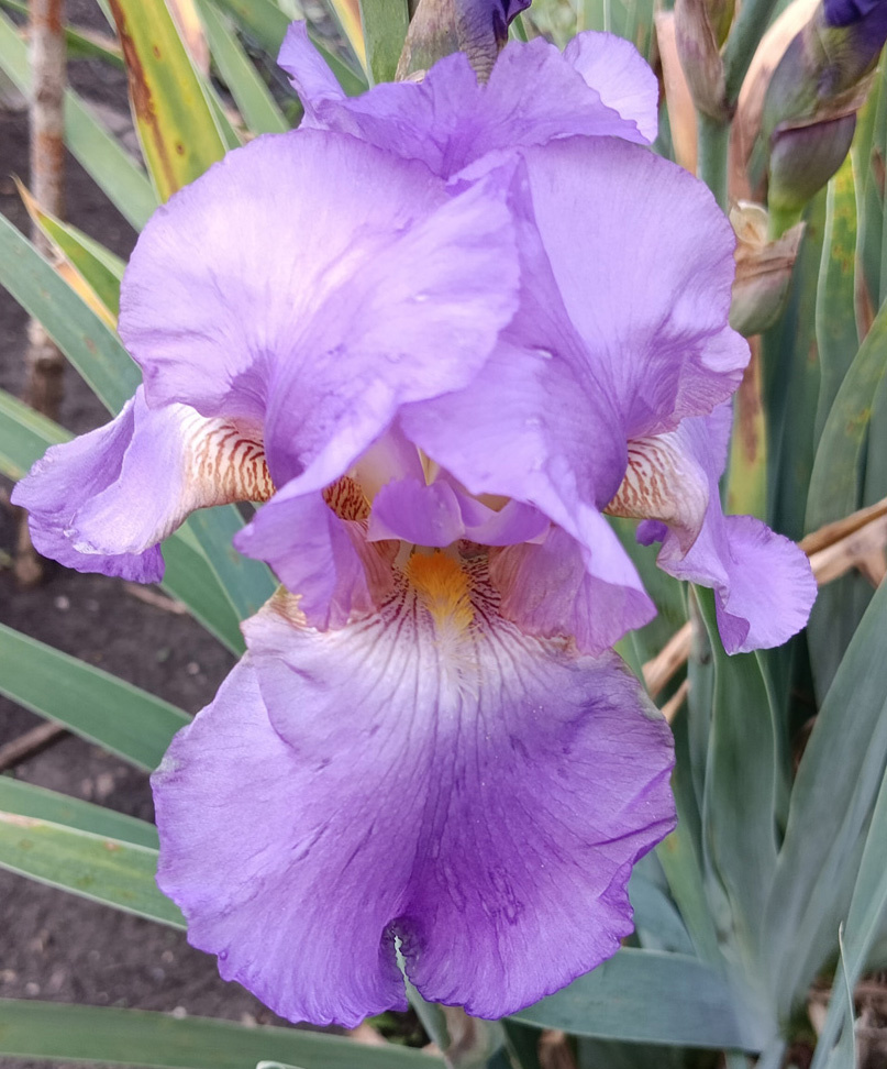 ирис Crispette (Криспит)