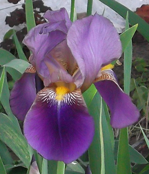 ирис Alcazar (Алказар)