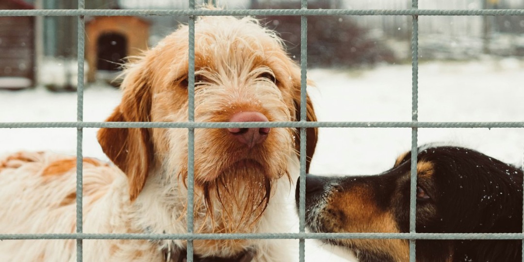 В рамках акции «Добрые дела с Росгвардией»: помощь приюту в Новосибирске