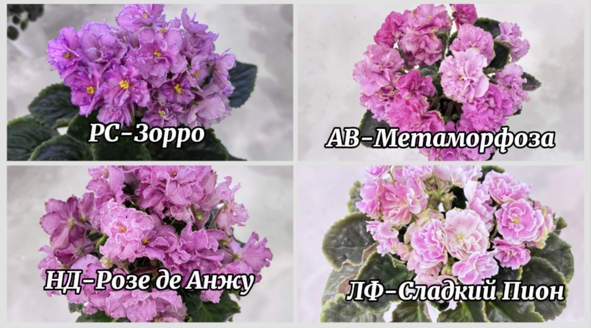 Наши розовые зефирки