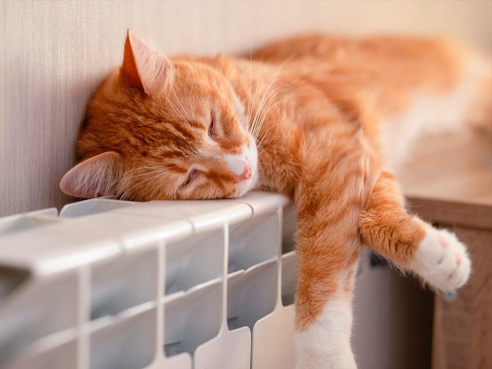    Фото: istockphoto.com/Volha Listratava