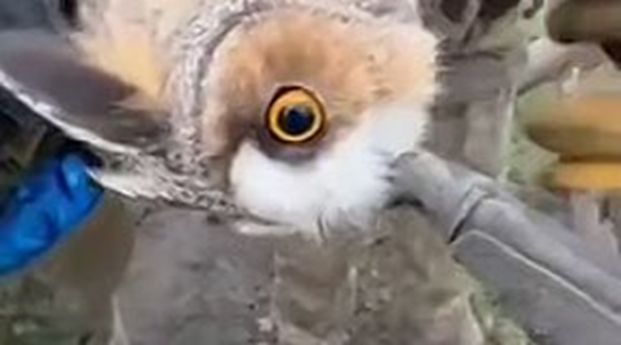 Обложка видеоролика Инцидент Новокузнецк. Посмотреть можно, например,здесь: https://m.ok.ru/group/55077884919912/topic/157515052227944