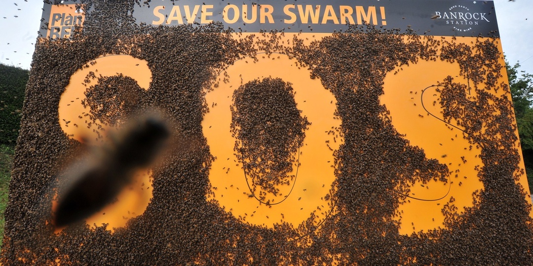 Неоникотиноиды и органофосфаты – виновники гибели пчел