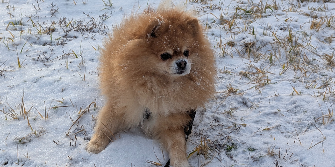 Зимние выходные: мороз, дача и домашний пирог