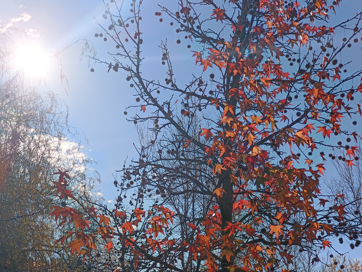 ФТ Сириус, Природный орнитологический парк, декабрь 2025 года