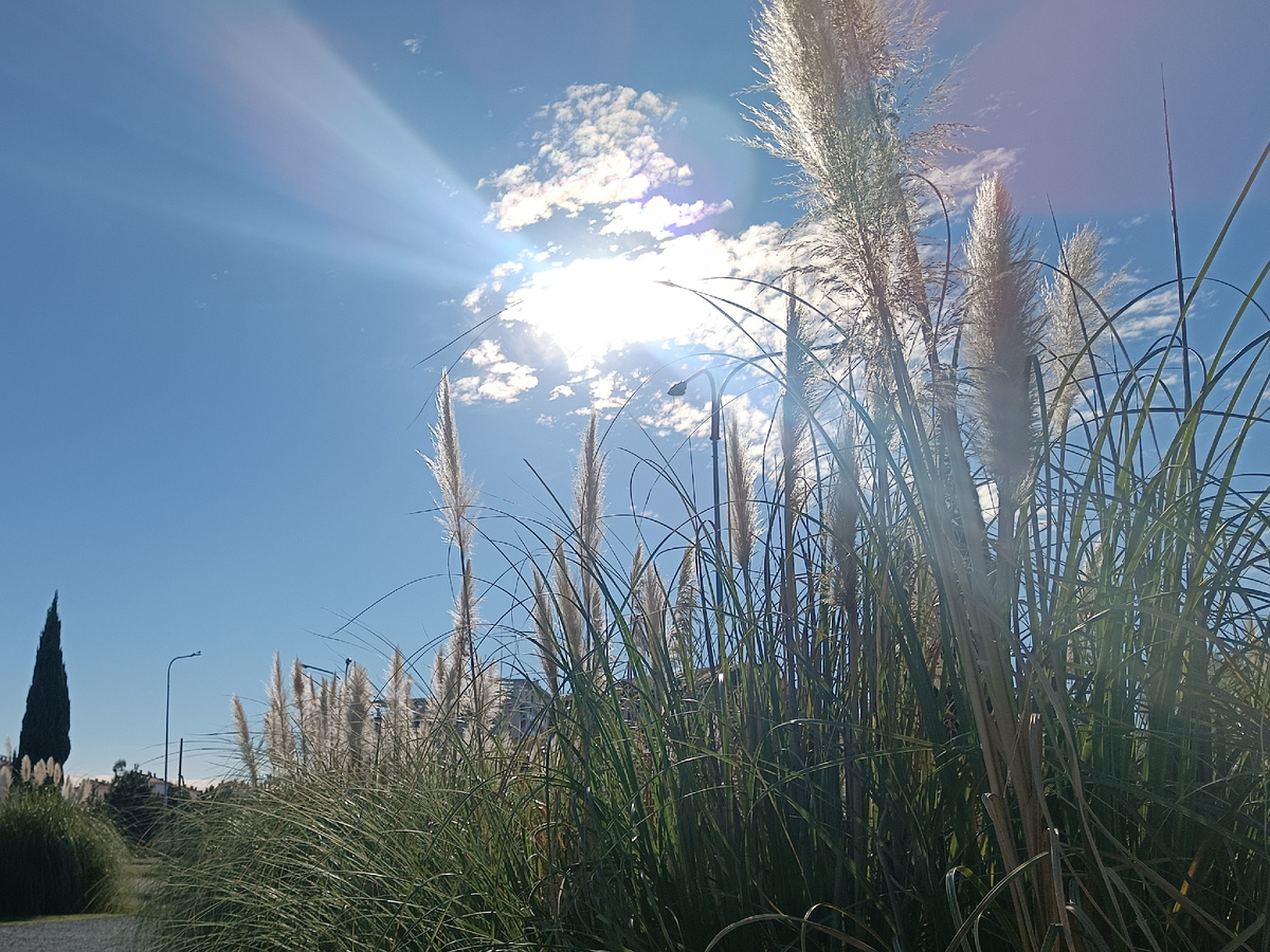 ФТ Сириус, Природный орнитологический парк, декабрь 2025 года