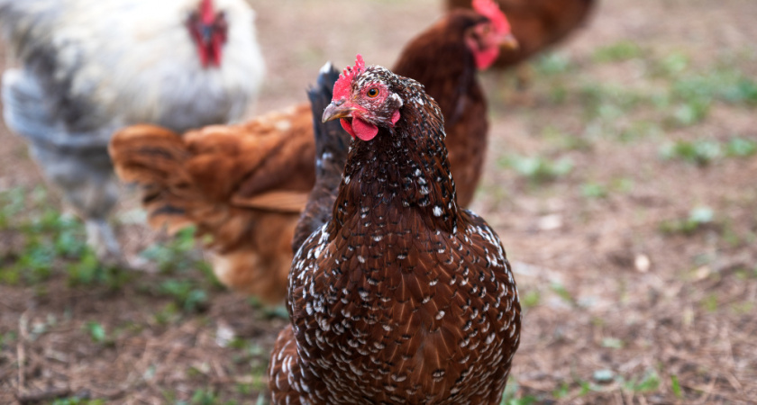    Фото с сайта freepik.com