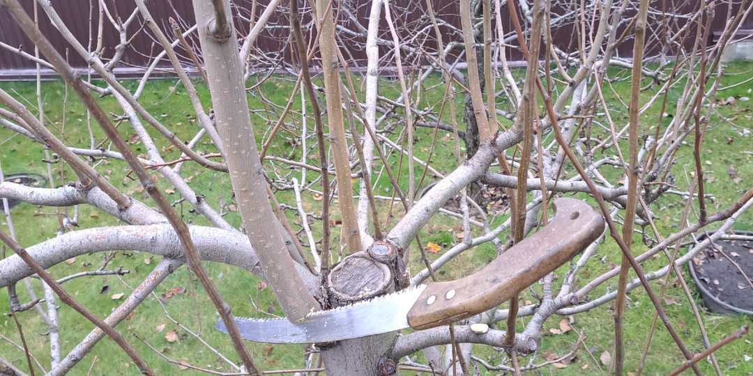 В какой последовательности осенью в саду проводить эти работы: обрезу, опрыскивание железным купоросом, замазывание срезов, покраска, очистк