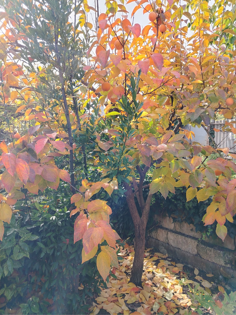 Хурма в западном палисаде. Фото автора.