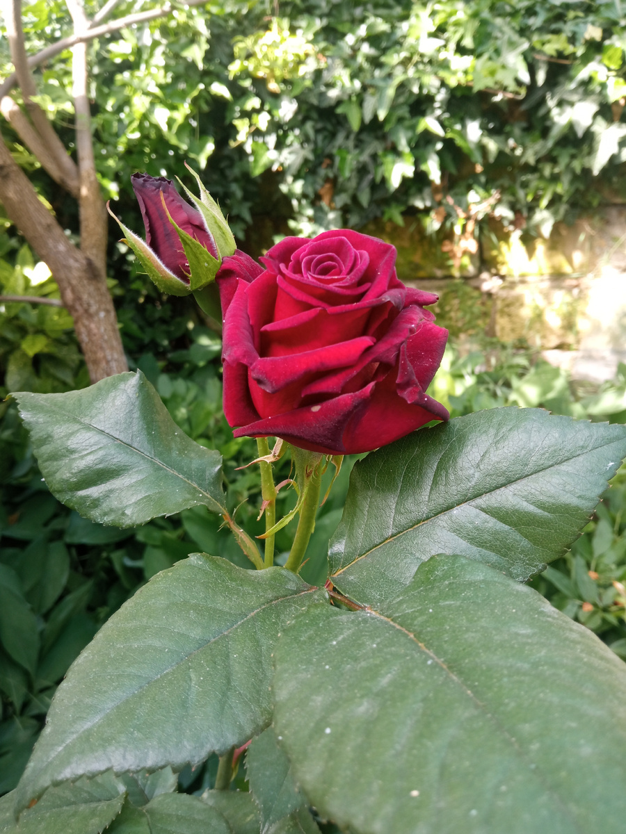 Ч/г роза Блэк Баккара в западном палисаде. Слева от розы - хурма. Фото автора.