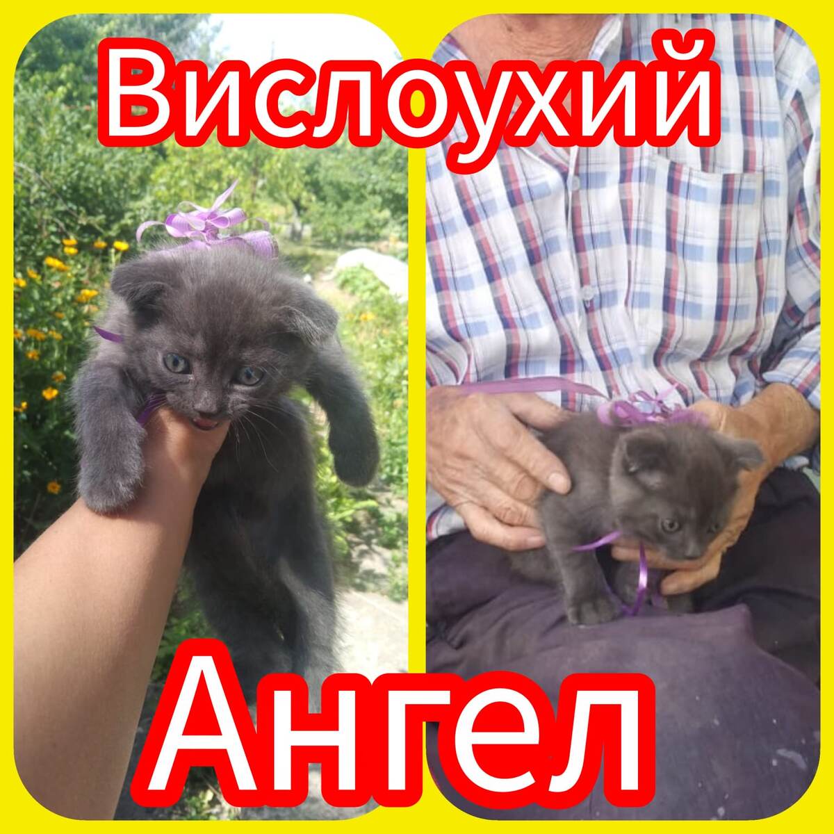 Момент передачи Гошки родителям)