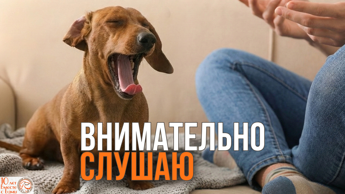 Кажется, собака просто зевает от скуки? На самом деле зевание – это сложный язык, который рассказывает о внутреннем мире вашего питомца. | Иллюстрация: DogSelf