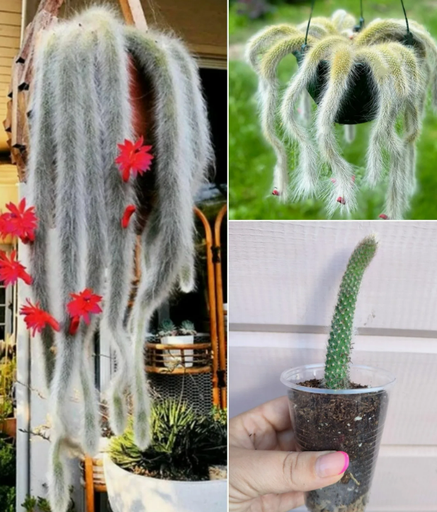 нескоько стадий роста