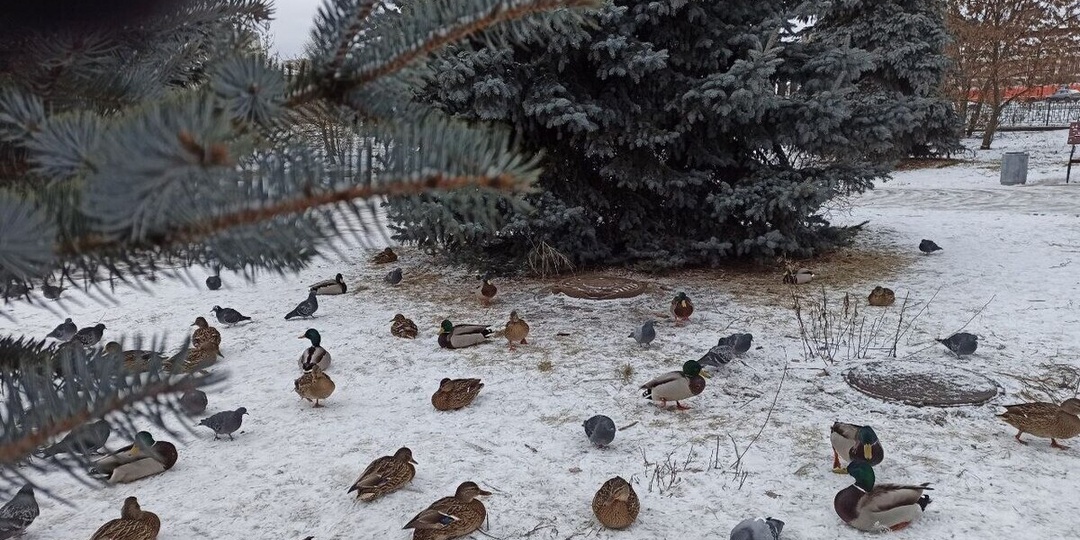 Морозы пришли во Владимирскую область