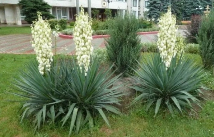 Фото из интернета