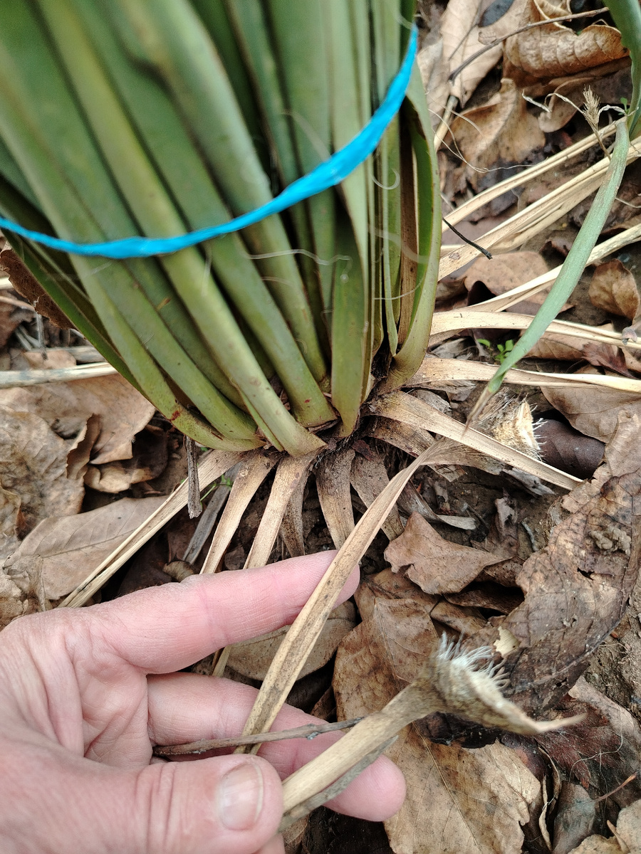 Отмершие сухие листья нужно удалить