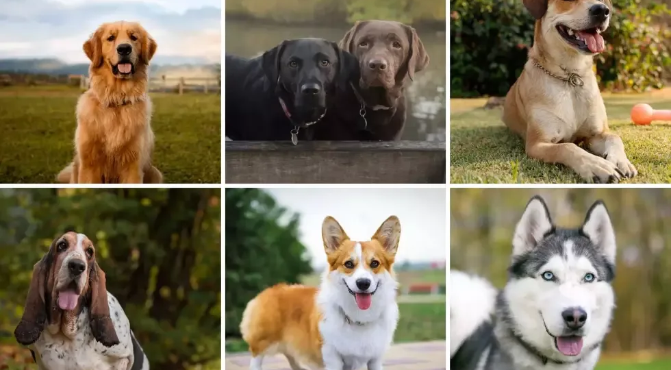 5 самых распространённых мифов, которым верят владельцы породистых собак