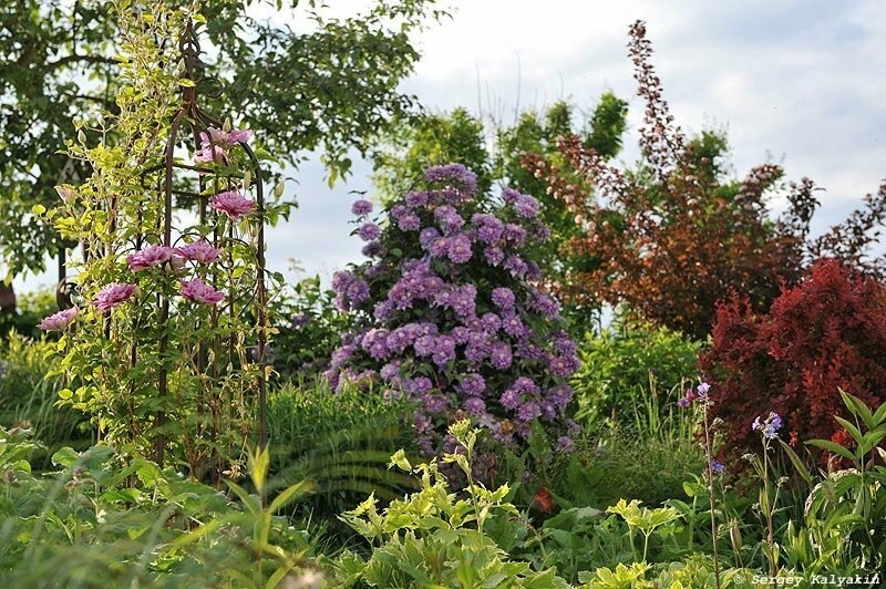 Клематис 'Diamantina'