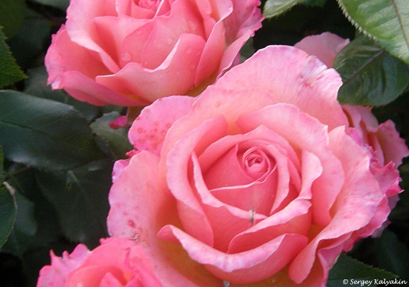 Роза 'Albrecht Dürer'