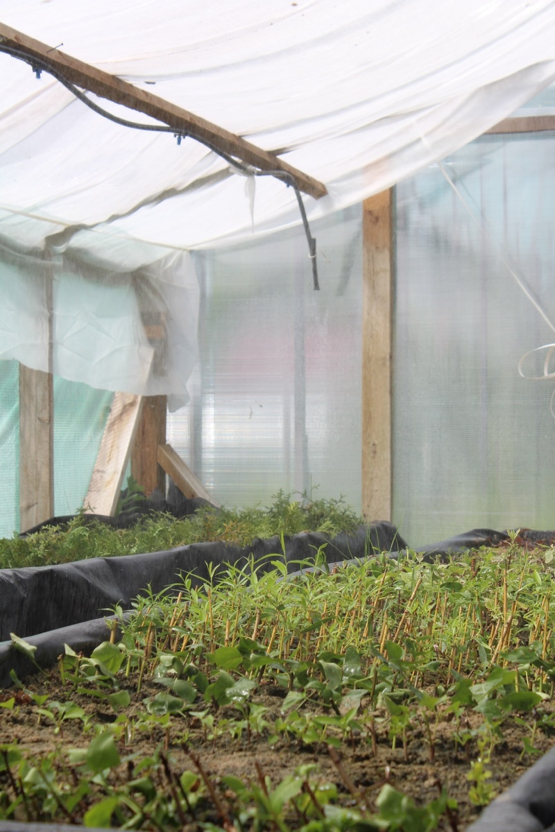 Теплица для черенков