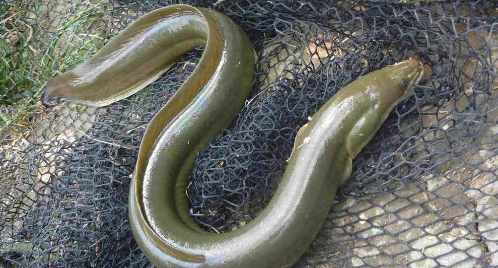 Угорь — рыба, которую многие боятся брать в руки