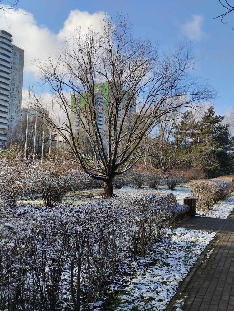 Почти "Гремуая ива" из Гарри Поттера