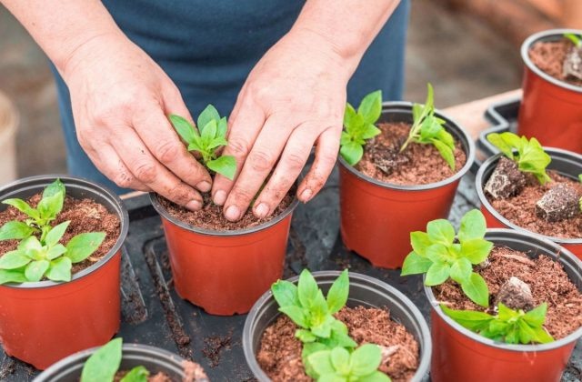 Не рано и не поздно: сроки посева однолетников на рассаду
