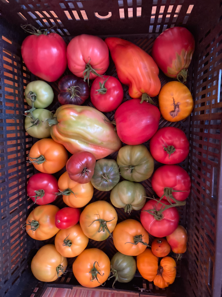 Кого хочешь выбирай! Листаем галерею, фото мои