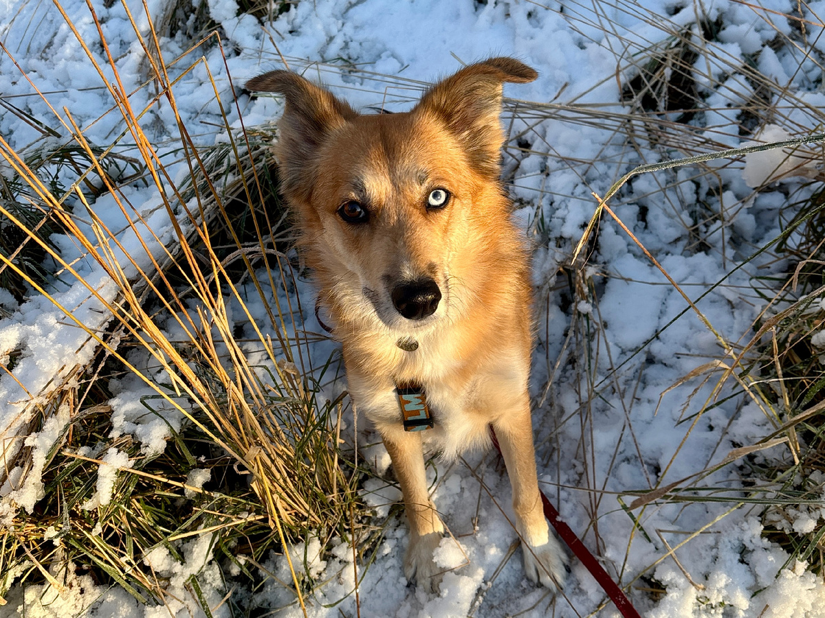 Это Клюква, и она, когда начинает мерзнуть, становится главным суетологом района
