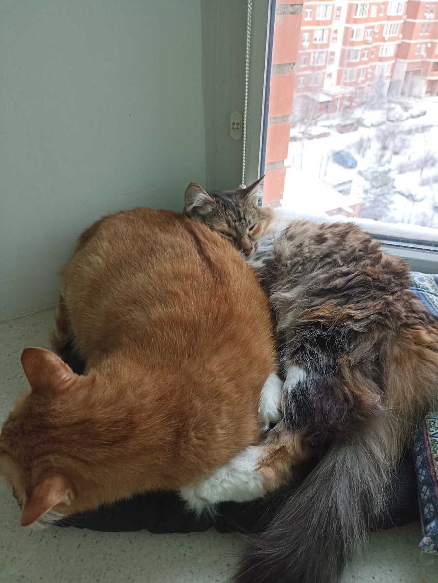 Умостились)) 