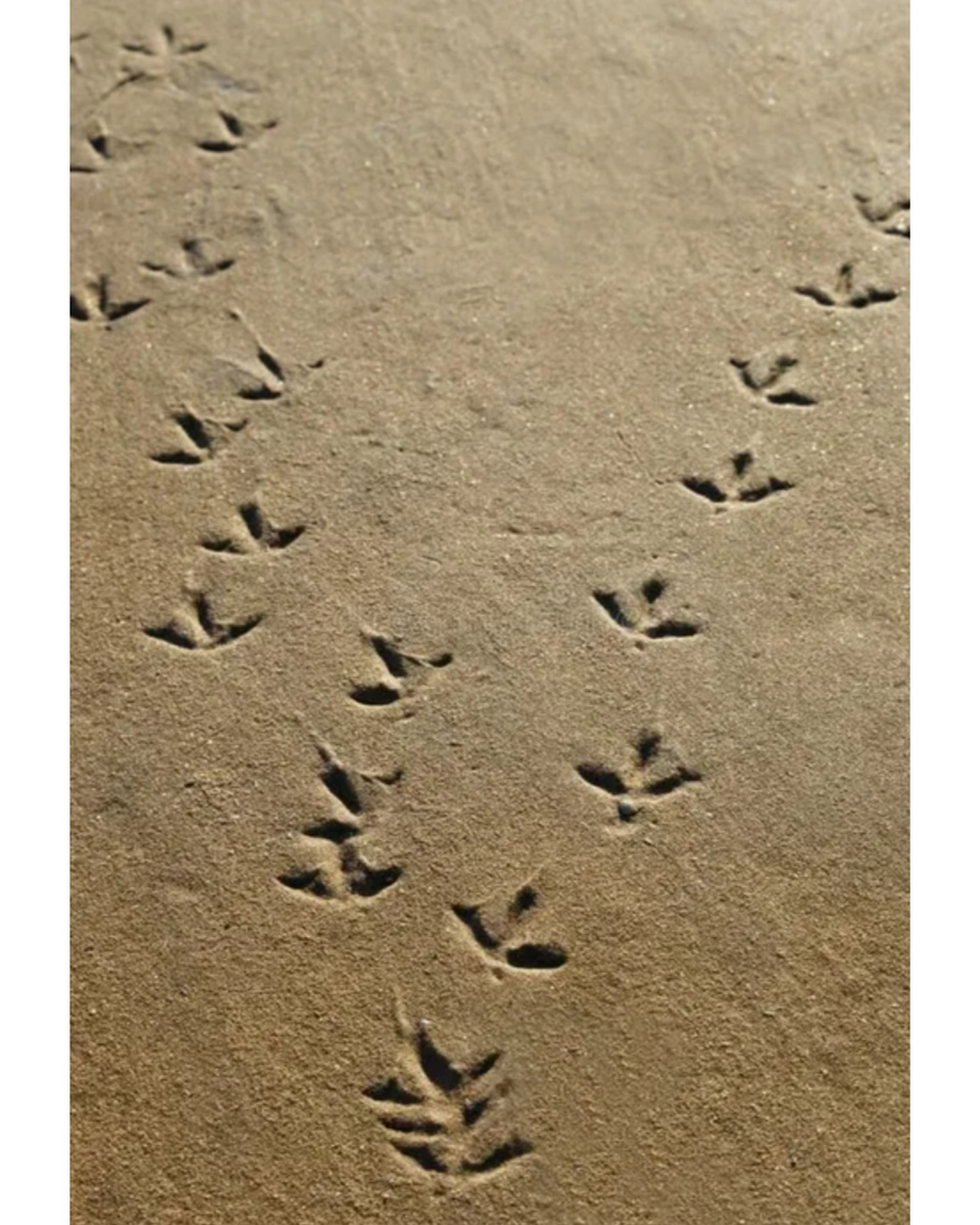 Следы на песке