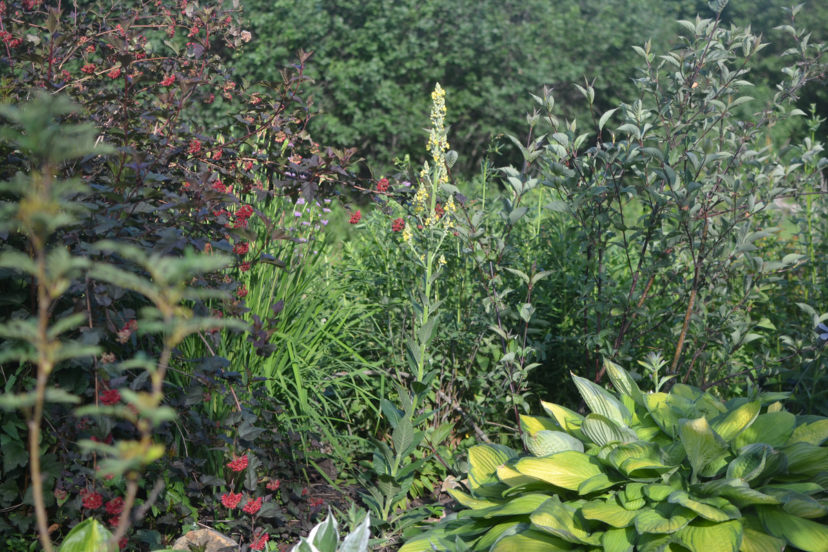 Начало июня