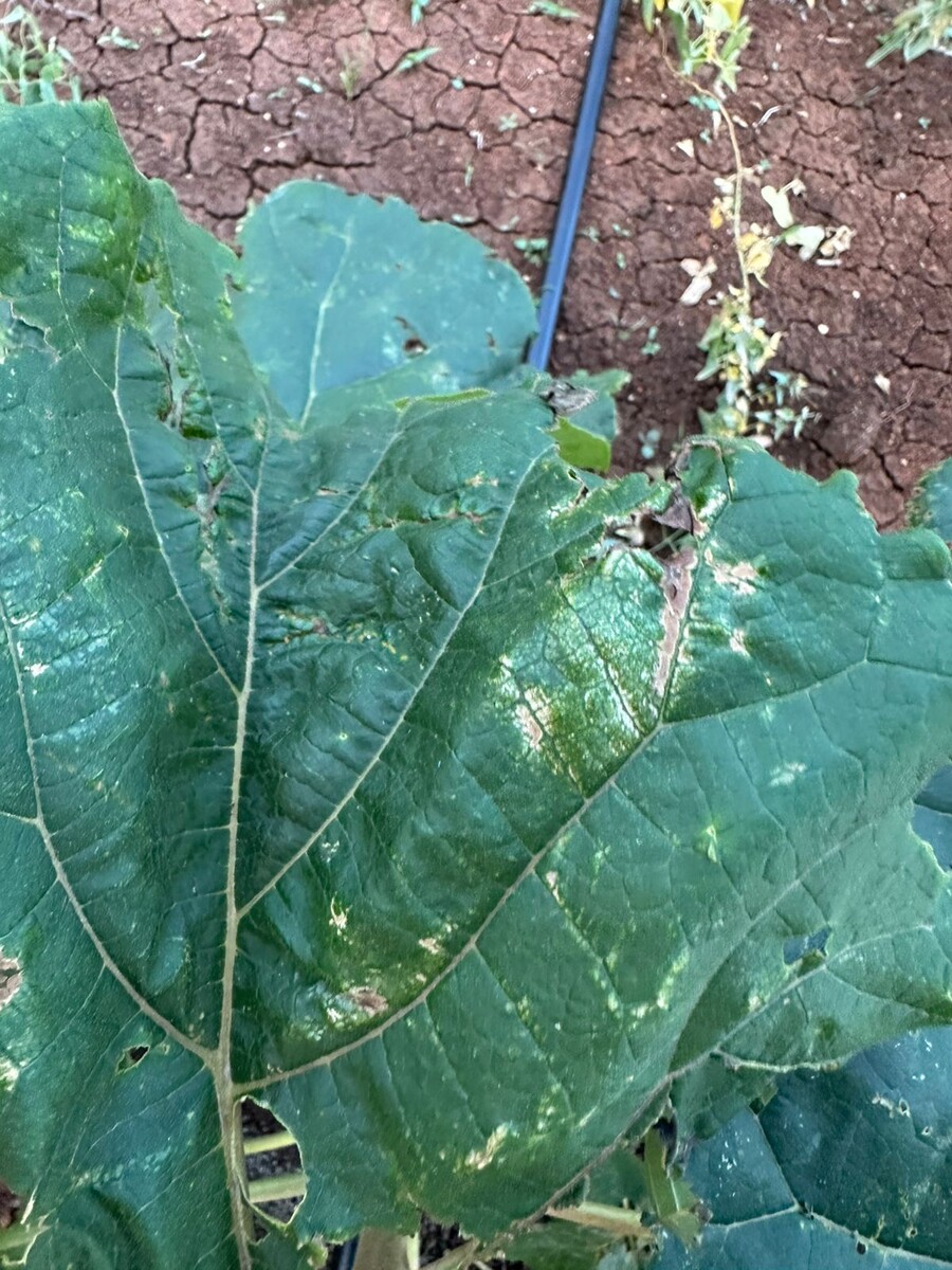 Поражение листьев от трипса