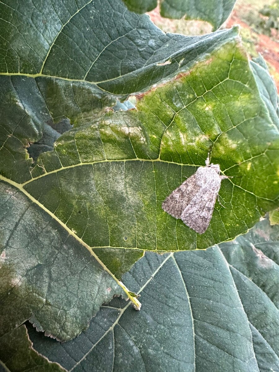 Совка на листе Павловнии