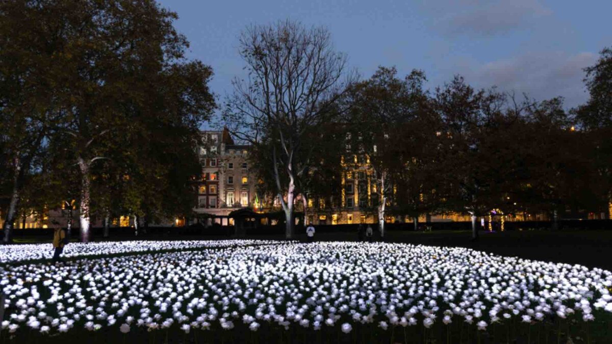 30 тыс белых светящихся роз в «Саду Вечной Любви» 