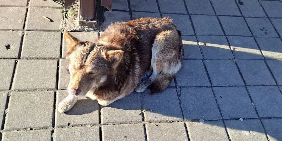 Найдена собака! Пожалуйста, максимальный репост