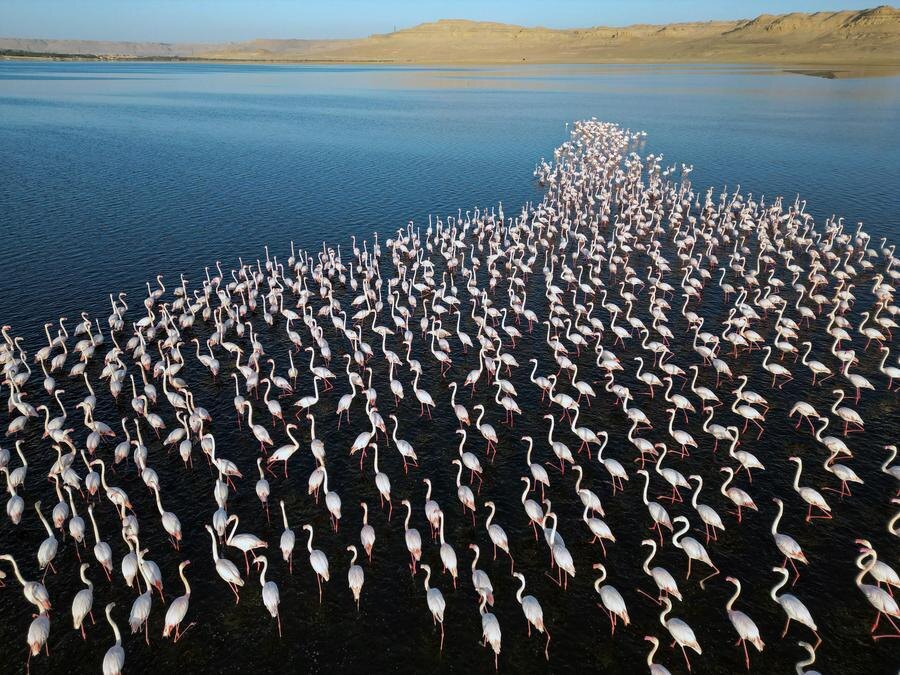 фото Xinhua/Ahmed Gomaa