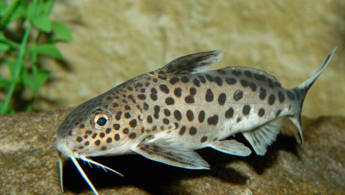 Synodontis multipunctatus — многопятнистый сом-кукушка из озера Танганьика 