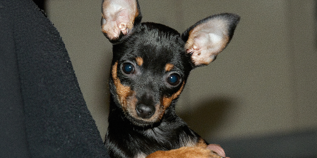 Как карликовый пинчер устроил своей хозяйке личную жизнь