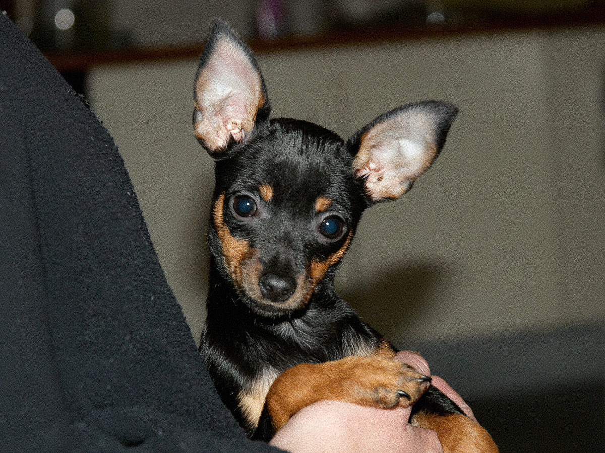 Фотография: Wouter Hagens, CC BY-SA 3.0