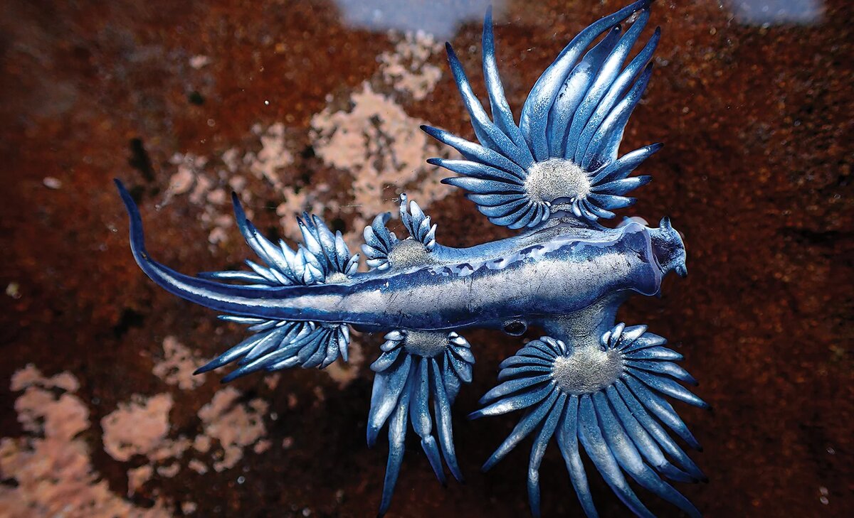 Изображение взято с сайта https://img-cdn.brainberries.co/wp-content/uploads/2020/03/Blue-Dragon.jpg