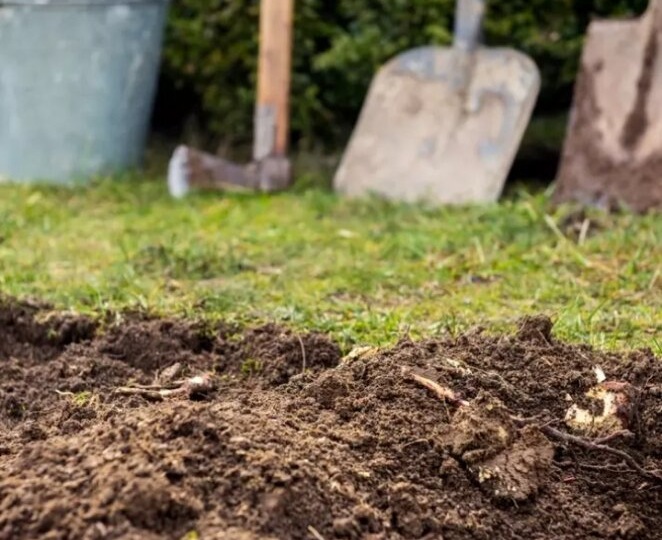 Про триходерму на огороде: почему от нее нет толку - 3 причины от агрономов. И как ее использовать правильно: неявные тонкости