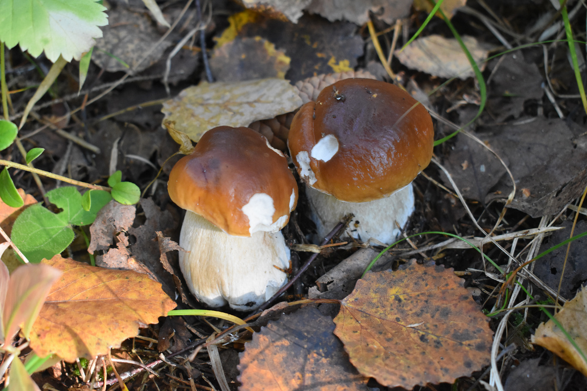 Фото Доктора Д. Грибные красоты. Белые
