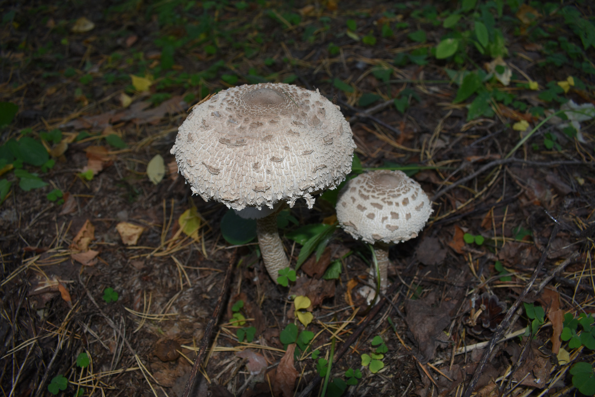 Фото Доктора Д. Грибные красоты. Зонтики