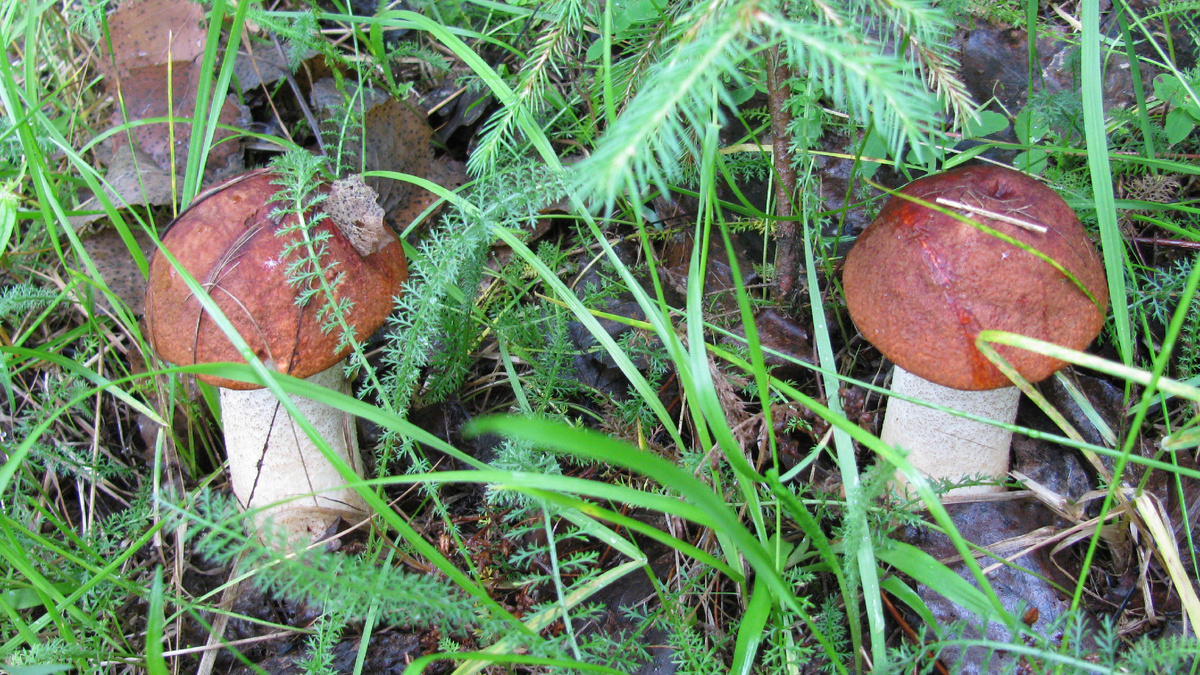 Фото Доктора Д. Грибные красоты. Подосиновики